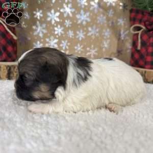 Chevelle, Shih-Poo Puppy